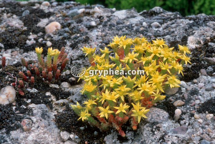 Orpin (Sedum sp.) - appareil végétatif et fleurs - gryphea.com
